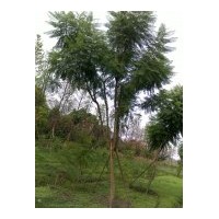 供應藍花楹10-15公分