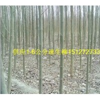 供應速生柳 速生柳種條