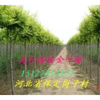 供應金葉榆 矮接金葉榆
