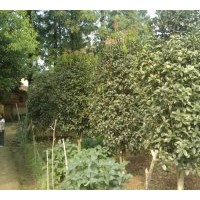 自家種植桂花樹約30幾棵，哪位客戶幫我帶掉