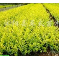 低價(jià)供應(yīng)：紅葉小檗.金葉女貞.小葉女貞.火棘.灑金柏.龍柏.