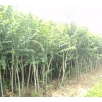 2011全新優質大葉女貞，高桿女貞，大葉女貞價格，大葉女貞樹苗