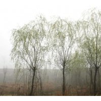 供應優質青皮垂柳1-20公分