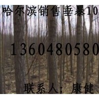 供應銀中楊，垂暴109柳