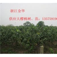 供應櫻桃樹、櫻桃苗