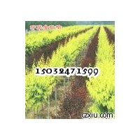 供應河北速生柳 河北金葉榆基地