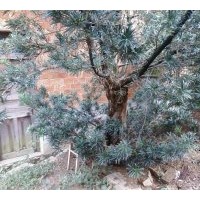 出售羅漢松，樟樹(shù)，桂花，銀杏，紫薇