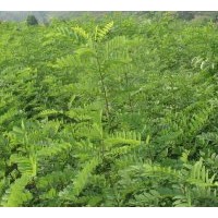 供應刺槐小苗 3-20公分刺槐樹,刺槐小苗價格,刺槐樹價格,刺槐基地