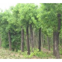 常年出售各種規格的優質國槐