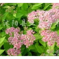 供應：五彩月季、微型月季、豐花月季、大花月季、精品月季