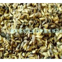 供應黃柏種子，黃柏苗，造林苗黃柏