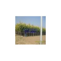 低價專供白蠟8-10公分