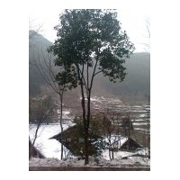 低價出售極品大茶花一棵，