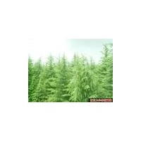 中國雪松之鄉供應定植的雪松