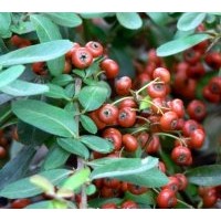 供紅梅，綠梅，紅花草，金葉女貞，紅葉小檗，紅王子錦帶，灑金柏