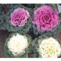 供應羽衣甘藍 一串紅、萬壽菊、彩葉草、矮牽牛、孔雀草