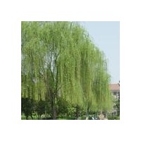 供應山東國槐 垂柳 法桐等綠化苗木
