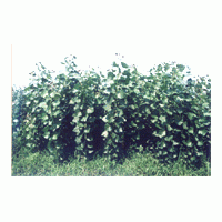 速生楊類：沙蘭楊，3016，荷蘭64，108，中綏12，哲林4，小美旱