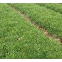 營養杯側柏 1米側柏 1.5米側柏 2米側柏 50公分側柏 30公分側柏
