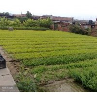 靠山鎮十佳苗圃老潘花木場：云杉 紅皮云杉 紫杉 冷杉 油松 平頂