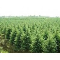 雪松/北方雪松種植繁育廠家/價格合理