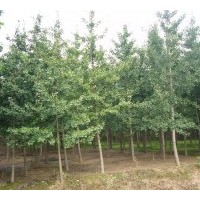 基地常年大量供應各種規格優質銀杏樹!