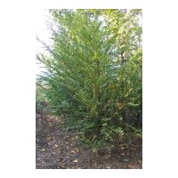 大量供應果苗及綠化苗、紅豆杉種子600斤、毛竹種子約500斤