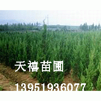 大規格南京榔榆 構樹 欒樹 樸樹 雪松 國槐 杜仲專供