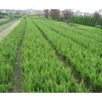 基地批發蜀檜.塔柏.爬地柏.北京檜.灑金柏.龍柏.