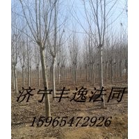 法桐、國槐、白蠟、北南欒樹