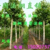 各種規格法桐白蠟國槐，質量保證價格低