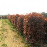 紅葉石楠球價格,苦楝價格,油松價格,西府海棠價格表