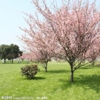 專(zhuān)供櫻花綠化苗木