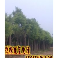優質國槐/價格報價