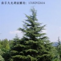 供應雪松。紅葉石楠。廣玉蘭。馬褂木。欒樹