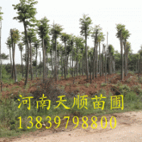 欒樹，黃山欒樹，欒樹價(jià)格，欒樹基地，潢川欒樹價(jià)格，河南欒樹，