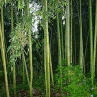 供應紫竹、早園竹、剛竹、佛肚竹、鳳尾竹