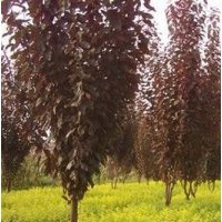 綠化苗木:大葉女貞，金葉女貞，大小葉黃楊，衛(wèi)矛，紫薇，紅葉李