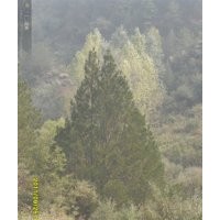 大量出售各種規格的油松，白皮松，速生楊，漳河柳，茶條槭，蒙古