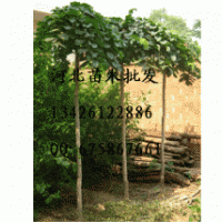 苗木 苗木批發 苗木價格 苗木基地 苗木圖片 苗木種植 大量出售苗