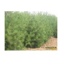 白皮松 華山松大量供應