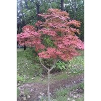 供應；臘梅、多分枝臘梅、茍櫻梅