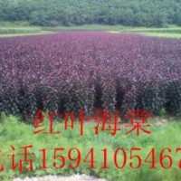 紅葉海棠