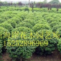 木槿幼苗木槿小苗木槿價格木槿產地