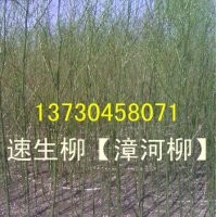 河北省速生柳、河北省速生柳價格、河北省速生柳基地