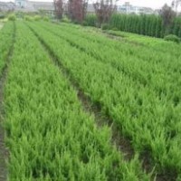 今年苗木便宜了龍柏.鋪地柏.北京檜.蜀檜.側柏.沙地柏、