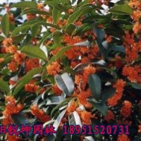 江蘇精品桂花價格咨詢服務