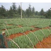 雪松籽播小苗價格報價，3米雪松價格報價