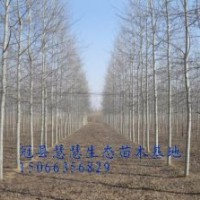 現貨供應三倍體毛白楊、107速生楊