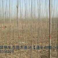 大量供應1-3米高速生白蠟【2號】